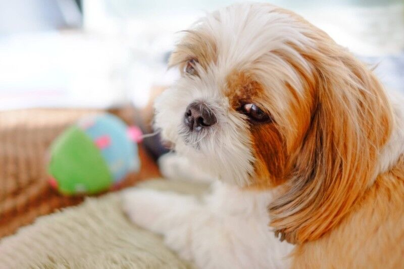 おもちゃで遊ぶ犬